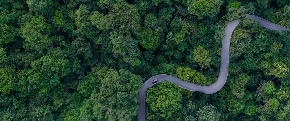 header_forest_flow2